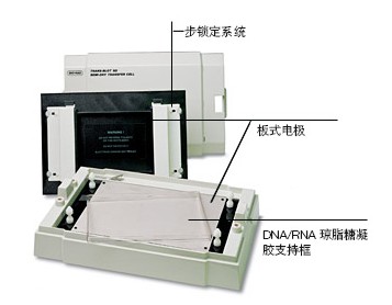 Trans-Blot SDתӡ